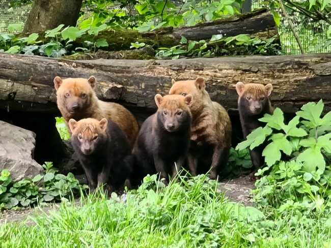 chiens des buissons espèce en voie de disparition zoo amiens