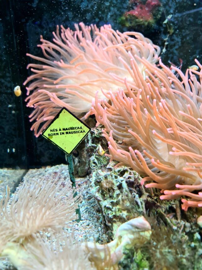 elevage de corail Nausicaa