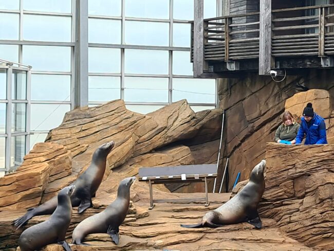 nausicaa animation nourrissage lions de mer