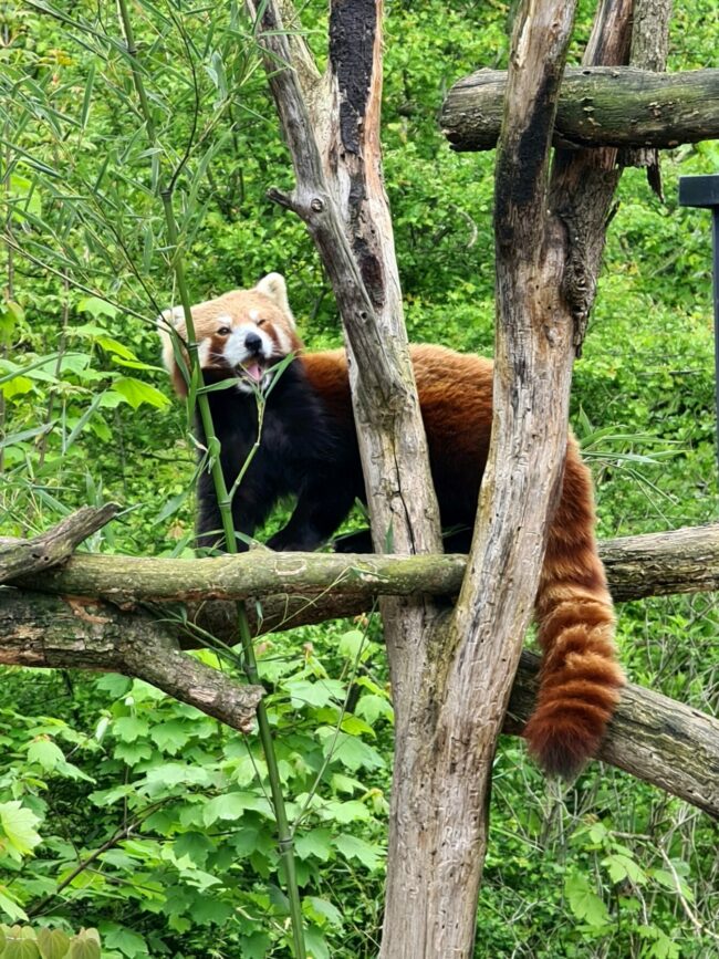 panda roux zoo amiens