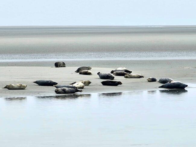 où voir les phoques de la baie d'authie