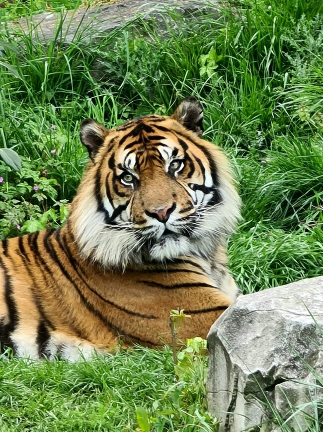 tigre de sumatra zoo amiens