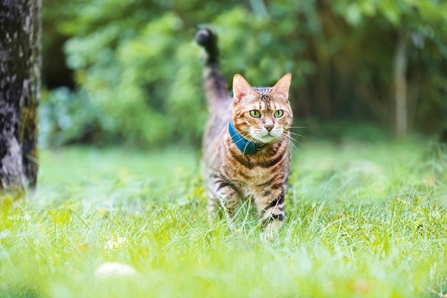 Suivre son chat à la trace : on a testé le gps Tractive - MaFamilleZen