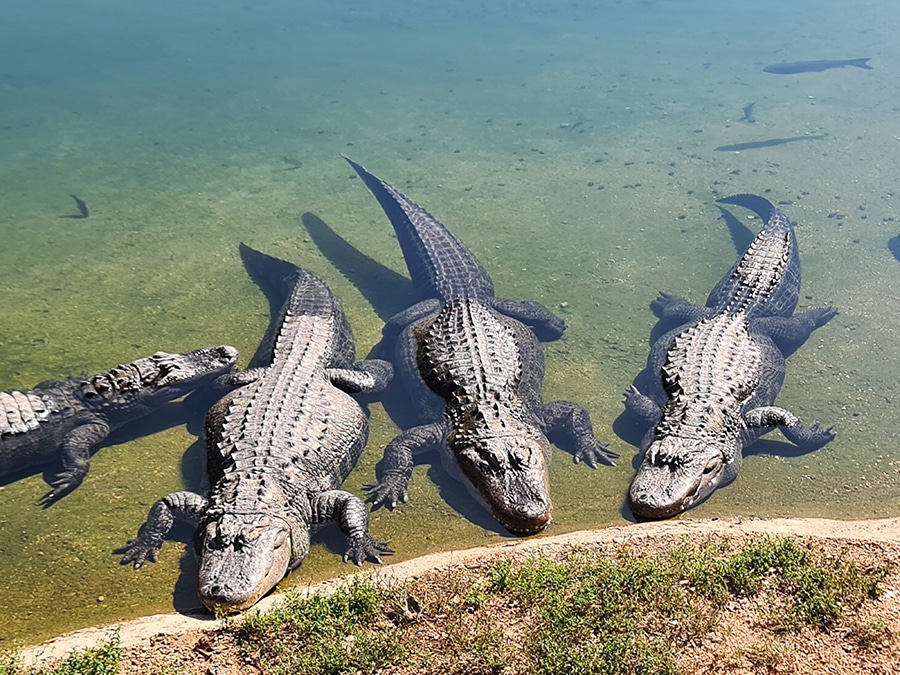 parc animalier le pal dans l'allier