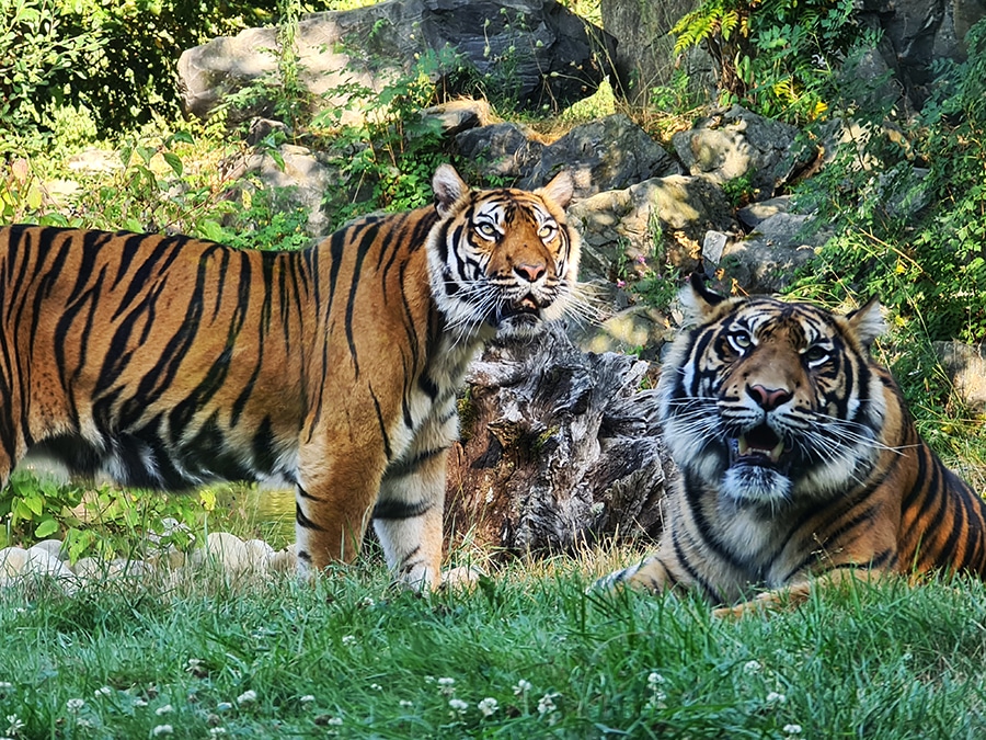 parc animalier le pal