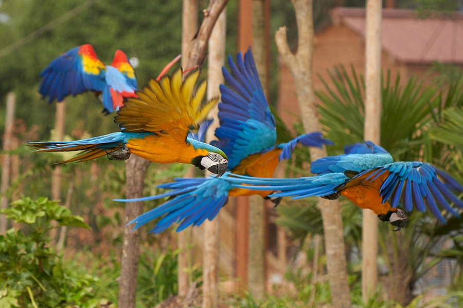 Parrot World avis