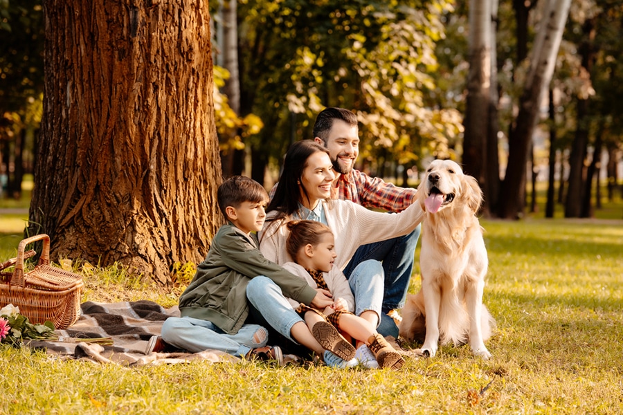 professionnel éducation canine