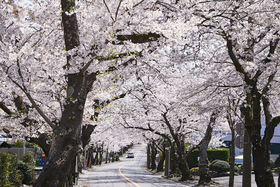 cerisiers en fleur au japon période